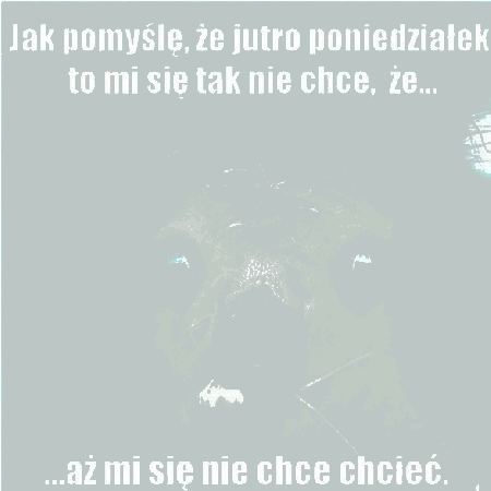 Lama jutro poniedziałek